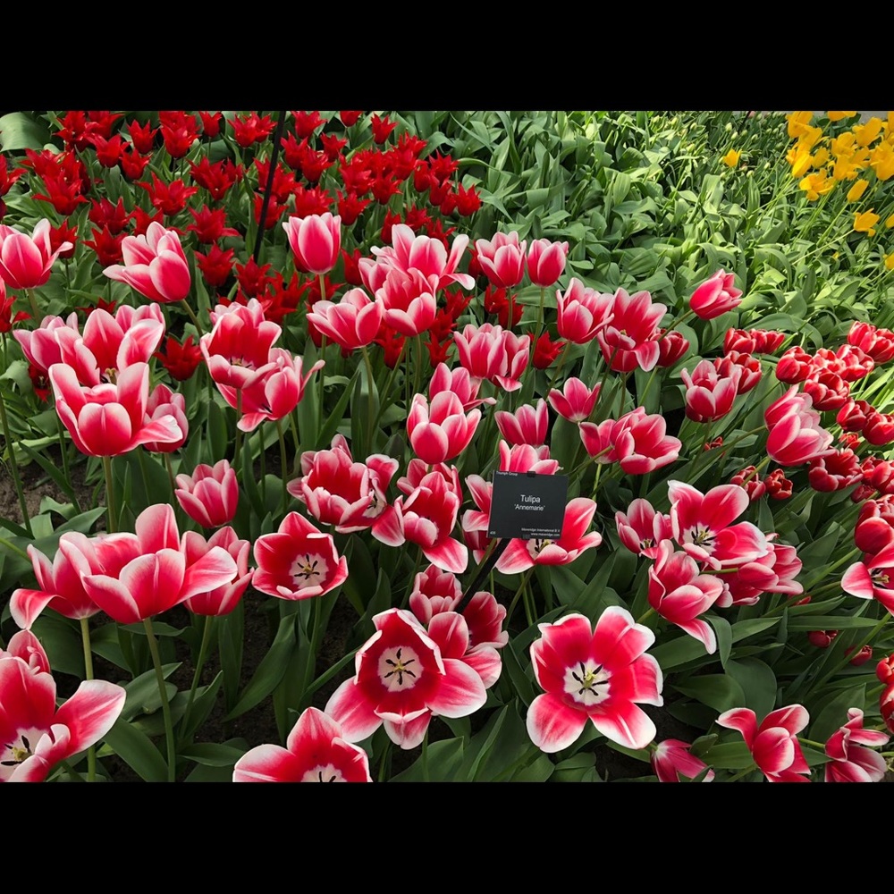 Meet your Posher, Pandoras